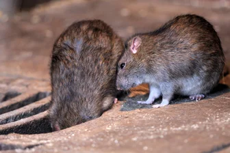 Ratten in Ministerium in Sachsen vorgedrungen: Toiletten vorerst gesperrt - Wanderratten lieben die Kanalisation in bewohnter Umgebung wie zum Beispiel in Dresden oder Chemnitz. Zu Millionen bevölkern sie den Untergrund deutscher Städte.