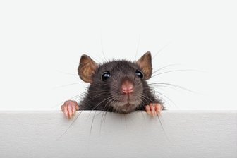 Rattenpack - Niedlich?