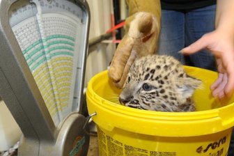 Leopardenjunge 