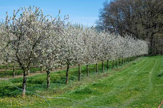 Rauch und Nebel bei Leisnig: Obstbauern wollen Blüte schützen - Feuerwehr muss Straßen sperren - Eine Obstplantage von Sachsenobst. Offenbar führten Rauch durch abgebrannte Holzpellets in Kombination mit dem Wetter zur Lage bei Leisnig.