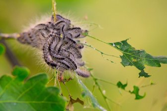 Raupen-Alarm: Wie Experten Nester im Großen Garten entfernen - Die Raupen des Eichenprozessionsspinners können durch ihre Brennhaare Allergien und andere Beschwerden auslösen. (Archivbild)