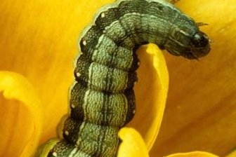Raupmord - Weshalb aus manchen Schmetterlingslarven Kannibalen werden - Hat sich manchmal selbst zum Fressen gern: die Raupe eines Eulenfalters (Spodoptera exigua).