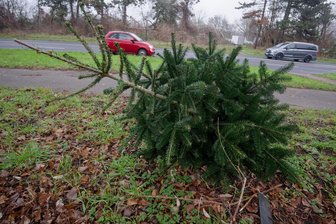 Raus aus der Bude: Ab 6. Januar werden Weihnachtsbäume in Chemnitz abgeholt - Weihnachtsbäume werden in Chemnitz ab dem 6. Januar abgeholt.