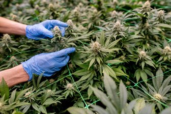 Rauschgiftkriminalität im Vogtland nach Cannabis-Legalisierung: „Der illegale Markt hat keine Schläge hinnehmen müssen“ - Dieses Foto entstand bei einem kontrollierten Anbauverein. Die Chefin der Kriminalpolizei in Zwickau betonte jedoch, dass die Teillegalisierung von Cannabis nichts am Gedeihen der illegalen Märkte geändert habe.