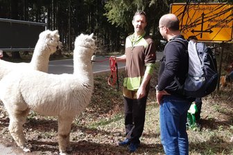 Rechenberg-Bienenmühle: Oster-Sternwanderung zur Ringelhütte - Die Oster-Sternwanderungen sind seit Jahren beliebt, im Vorjahr waren Alpakas dabei.