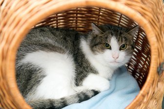 Rechnung für Katzen schockt Bürgermeister im Vogtland - Im Vogtlandkreis werden Unterbringungskosten für Fundtiere für 42 Tage übernommen.