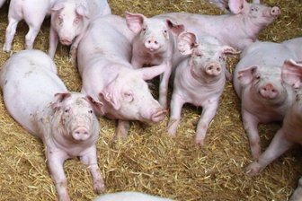 Rege Debatte über umstrittenes Schweinestallprojekt in Königshain -