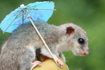Regenwolken am Siebenschläfertag: Freibäder melden Besucherrückgang - Ob dieser Siebenschläfer, der nichts mit dem Siebenschläfertag zu tun hat, in den nächsten Wochen mit Regen- oder Sonnenschirm auf Kirschensuche gehen muss? Das Tier wurde 1990 präpariert und gehört zum Jagdtier- und Vogelkundemuseum auf Schloss Augustusburg. Laut Tierpräparator Jens Hans ist der Siebenschläfer nur selten im Museum zu sehen. In seinem wahren Leben ruht er etwa sieben Monate und erwacht Anfang Mai. Das nachtaktive Tier ernährt sich von Früchten, Pilzen, Knospen, Eicheln.