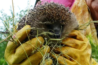 Reger Betrieb in Zschopauer Tierschutzstation: Tag der offenen Tür dreht sich auch um Trauer - Auch die Bewohner der Igel-Ranch wurden näher unter die Lupe genommen.