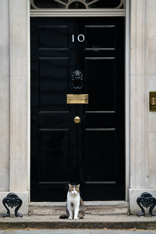 Regierungs-Mieze oder Designer-Muse: Berühmte Katzen der Geschichte - Kater Larry hockt vor der Downing Street 10, der Amtswohnung des britischen Premierministers. 