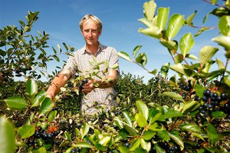 Region Hohenstein-Ernstthal: Ernte der Aroniabeeren lohnt sich nicht mehr überall - Daniel Pistorius mit reich tragenden Aronia-Sträuchern, deren Beeren dieses Jahr nicht mehr benötigt werden.