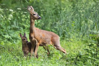 Reh am Straßenrand: Pkw überschlägt sich - Rehe können immer wieder am Straßenrand auftauchen.