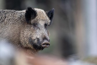 Reh und Wildschwein: Zwei Wildunfälle im morgendlichen Berufsverkehr im Vogtland - Auf der B 282 bei Mehltheuer ist am Freitagmorgen ein Wildschwein in ein Auto gelaufen.