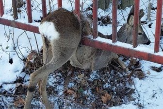 Ein Rehbock hat sich am Montag vergangener Woche in Aue-Bad Schlema in einem Tor eingeklemmt.