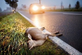 Rehe springen bei Neumark gegen Auto - Ein totes Reh liegt nach der Kollision mit einem Auto am Straßenrand.