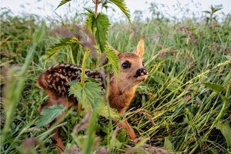 Rehkitz-Tod bei Wiesenmahd: Landwirte im Vogtland vor Gericht - Ein vier bis fünf Tage altes Rehkitz, das dank einer Drohne mit Wärmebildkamera vor der Mahd gefunden wurde.