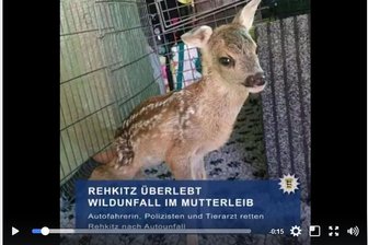 Rehkitz wird bei Unfall aus Mutterleib gerissen - und überlebt -