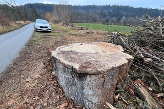 Reichenbach: 150 Jahre alte Ahornbäume an Zufahrt zu einem Schutzgebiet abgesägt - Nur dieser Stumpf blieb vom obersten der 150 Jahre alten Ahornbäume, die an der Straße Jägerhaus bei Schneidenbach abgesägt worden sind.