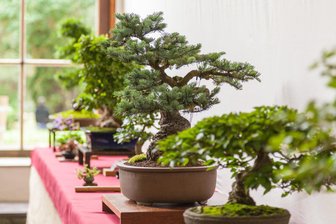 Reichenbach: Bonsai-Ausstellung im Haus der Begegnungsstätte - 