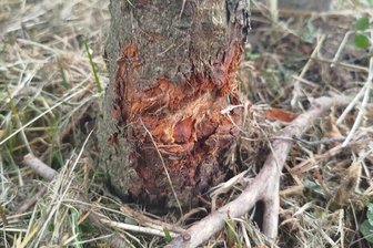 Reichenbach: Junge Bäume bei Mäharbeiten massiv beschädigt - Junger Baum im Reichenbacher Stadtpark, der offenbar beim Freischneiden beschädigt wurde.