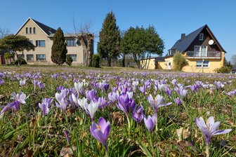 Reichenbach: Krokuswiese in voller Blüte - Der Frühling ist nicht mehr aufzuhalten – deutlich sehen kann man dies zum Beispiel im Callenberger Ortsteil Reichenbach.