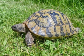 Reichenbach: Ordnungsamt gewährt entlaufener Schildkröte Asyl - Eine Griechische Landschildkröte wie diese hat Asyl im Reichenbacher Ordnungsamt gefunden.