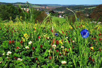Reichenbacher Ortschaftsräte gewählt: Das sind die neuen Ortsvertreter für Brunn, Friesen, Obermylau, Rotschau und Schneidenbach - Blick vom Rotschauer Kareliaweg auf die Göltzschtalbrücke. In Ortsteilen bestimmen Ortschaftsräte mit.