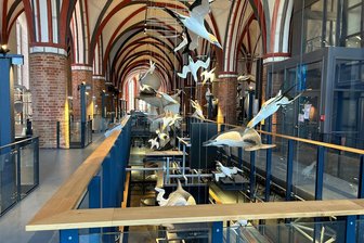 Reichenbacher Spezialfirma baut im Meeresmuseum Stralsund mit - Nach mehrjähriger Modernisierung öffnet das Meeresmuseum in der Stralsunder Altstadt am 17. Juli wieder seine Türen. Der Korrosionsschutz Pauleck hatte hier einiges zu tun. Im Bild die neugestaltete Katharinenhalle.