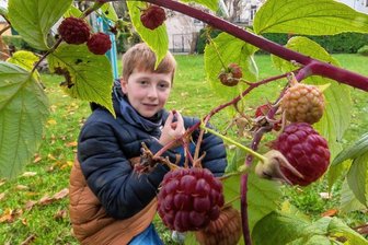 Reife Himbeeren und Rhododendronblüte: Spielt die Natur im November verrückt? - Frische Himbeeren direkt vom Strauch kann der zehnjährige Rudi Hahn noch im November im Garten in Olbernhau naschen.