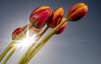 Reihenweise Temperatur-Rekorde für 31. März in Sachsen - selbst auf dem Fichtelberg - 