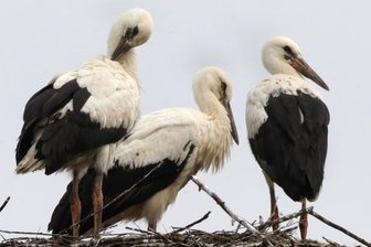 Rekord: 30 Störche im Kreis geschlüpft - In Waldenburg hat es dieses Jahr erstmals mit Storchennachwuchs geklappt. Gleich drei Jungstörche sind herangewachsen. 