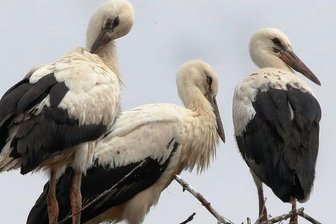 Rekord: 30 Störche im Kreis Zwickau geschlüpft - In Waldenburg hat es dieses Jahr erstmals mit Storchennachwuchs geklappt. Gleich drei Jungstörche sind herangewachsen. 