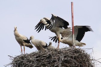 Rekord: Ein Nest - fünf Störche - Bislang einmalig im Landkreis - auf diesem Horst in Burgstädt hat ein Storchenpaar in diesem Jahr fünf Jungvögel großgezogen. Zwei Tiere gelten bereits als erfolgreiches Brutgehege.