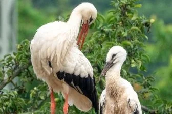 Rekord: Ein Nest - fünf Störche - Im Storchennest in Penna ist in diesem Jahr ein Jungstorch (r.) herangewachsen.