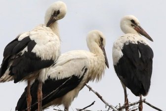 Rekord in den Storchennestern: 30 Jungvögel im Landkreis - In Waldenburg hat es dieses Jahr erstmals mit Storchennachwuchs geklappt. Gleich drei Jungstörche sind herangewachsen.