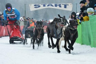 Rekordbeteiligung bei Schlittenhunderennen in Nassau -