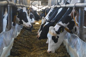 Rekordpreis für Butter: Warum sich Bauern im Erzgebirge darüber nicht freuen - Die Milchleistung und -qualität hängt auch von der richtigen Fütterung ab.