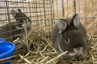 Rekordverdächtig: Kaninchenschau im Erzgebirge knackt die 500er-Marke - Rassige Kaninchen wie diese tummeln sich am Wochenende im Kaiserhof in Markersbach.