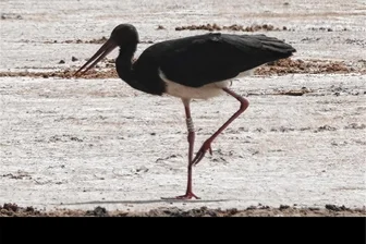 Rekordverdächtig: Storch aus der Böhmischen Schweiz legt 6000 Kilometer zurück - Rekordverdächtig: Noch nie zuvor ist ein in der Böhmischen Schweiz geborener Schwarzstorch so weit entfernt von seinem Geburtstag nachgewiesen worden wie dieser.