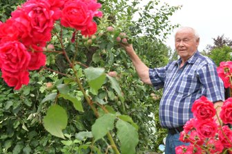 Rekordverdächtige Obsternte: Was Gärtner in Freiberg und Flöha mit all den Kirschen machen - Harald Hippe in seinem Garten in Freiberg. Sein Apfelbaum der Sorte Carola hängt voll.
