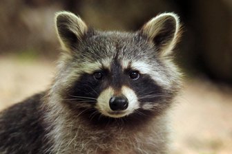 Rekordzahlen bei der Jagd in Mittelsachsen: Besonders Waschbären sind ein Problem - Jäger haben zwischen Neuhausen und Penig alle Hände voll zu tun. Vor allem Waschbären sind ein Problem.