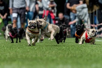 Rennen der Möpse rund um ein wenig Lifestyle - Möpse rennen in Wernau während der Süddeutschen Mops- und Bulldoggenrennen eine 50 Meter Bahn entlang.