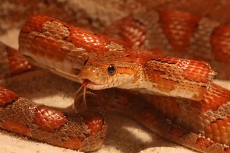 Reptilien-Börse in Unterheinsdorf: Tierschützer fordern Verbot - Reptilien werden in Unterheinsdorf angeboten. Die abgebildete Kornnatter ist nicht dort zu sehen.
