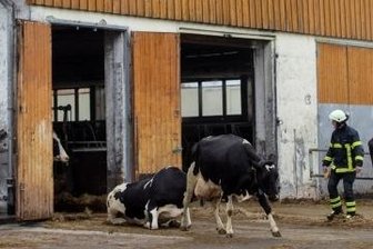 Retter trainieren den Ernstfall - Mutterkühe müssen evakuiertwerden, weil die Photovoltaik-Anlage auf dem Dach des Stalles brennt.
