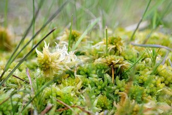Rettung der Moore im Erzgebirge: 112 Staudämme sollen errichtet werden - Mit großem Aufwand werden auch im Erzgebirge die Moore gerettet.