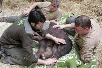 Rettung gescheitert: Leipziger Elefantenbaby eingeschläfert - Mitarbeiter des Zoos nahmen am Dienstag Abschied von dem Elefantenbaby.