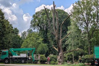 Rettung nach Feuer auf Chemnitzer Schloßteichinsel? Baum-Gutachten soll Klärung bringen - Die Krone der Esche musste nach dem Brand größtenteils abgetragen werden.