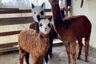 Rettungsaktion für Alpaka-Jungtier - Inzwischen ist Mascha - im Bild im Vordergrund - wieder zurück im Auer Zoo. Mit ihr im Stall sind Stute Lima (re.) und Hengst Socke.