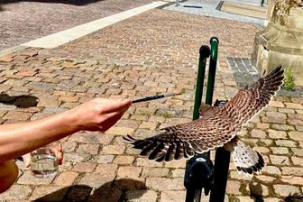 Rettungsaktion für jungen Turmfalken - Mit einem Pinsel gaben Anwohner dem kleinen Falken Wasser.