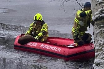 Rettungsaktion für Reh - Per Schlauchboot wurde das tote Tier geborgen und ans Ufer gebracht.